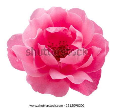 Similar – Image, Stock Photo Pink flowers Flower