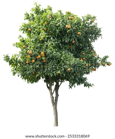 Similar – Image, Stock Photo Oranges in a tree with copy space right