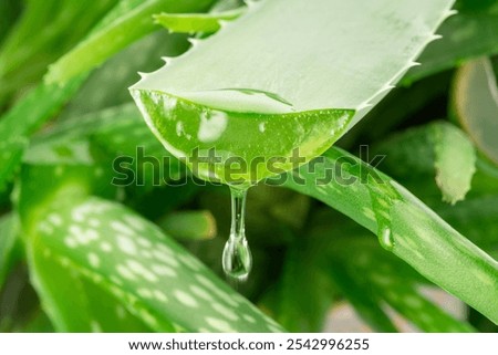 Similar – Image, Stock Photo Aloe vera in a flower pot on a wooden stool