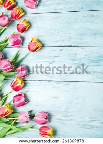 Pink and red tulips on a blue wooden background. Space for text.
