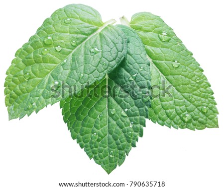 Similar – Image, Stock Photo Three leaves and drops all around