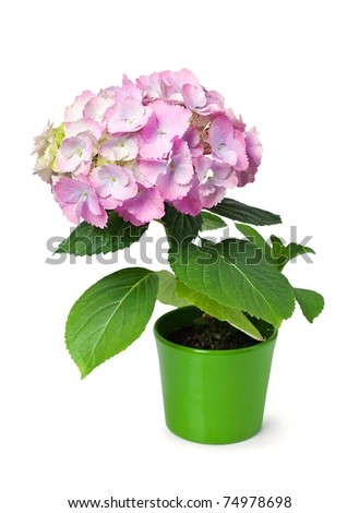 Purple Hydrangea In A Green Flower Pot Isolated On White. Stock Photo ...