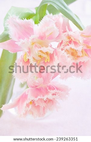 delicate pink tulips (pastel colors)