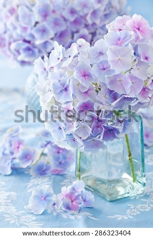 beautiful hydrangea flowers in a vase on a blue background .