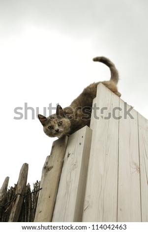 Cat looking down and ready to jump down from the top of the fence