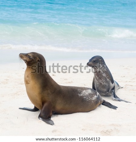 Galapagos sea lions (Zalophus californianus wollebacki), Gardner Bay, Espanola Island, Galapagos Islands, Ecuador