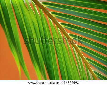 Abstract detail of curved palm leaf