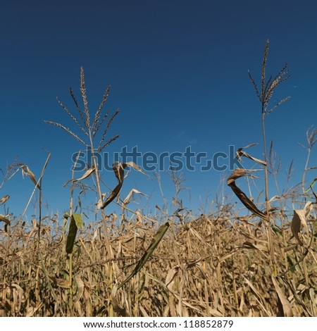 Dried plants of a field