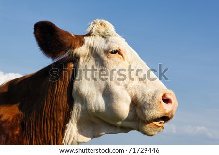 big head of cow