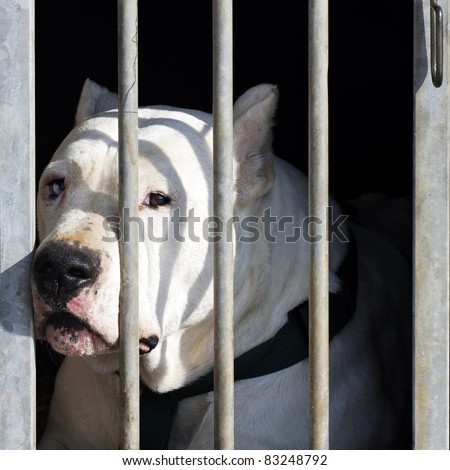 dangerous dog with big head in a cage