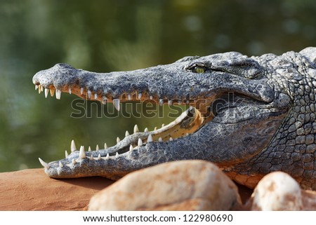 crocodile resting on a rock with open big mouth
