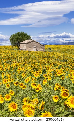 Vertical landscape with sunflower field over cloudy blue sky