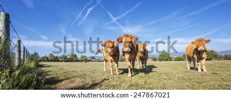 Panoramic view of brown cows in french country