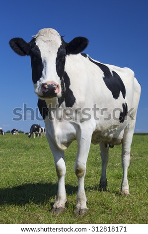 Beautiful cow on green grass with blue sky