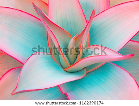 Similar – Image, Stock Photo Blooming desert agave in the Anza Borrego State Park, Caifornia