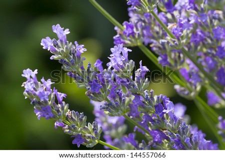 Lavenders close-up in summer with blur background