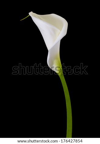 white calla lily isolated on black background