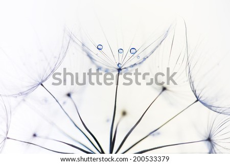 Dandelion or Western Salsify Seed Head with blurred background