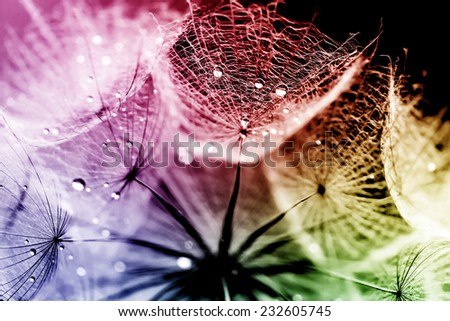 dandelion with water drops