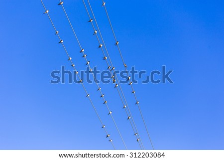 Swallows on the wire
