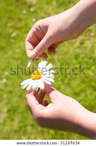 Loves me, loves me not. Plucking off the petals of a camomile
