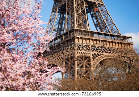 Spring in Paris. Blossoming cherry tree and Eiffel tower. Focus on the Eiffel tower