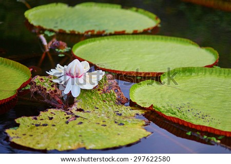 Victoria cruziana, giant water lily with flowers on Bali, Indonesia