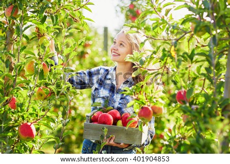 Similar – Image, Stock Photo Woman picking ripe apples on farm. Farmer grabbing apples from tree in orchard. Fresh healthy fruits ready to pick on fall season. Harvest time in countryside