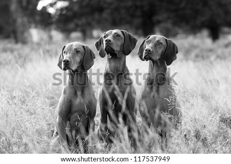 Black and white portrait of Hungarian Vizsla dogs sitting in long fall grass