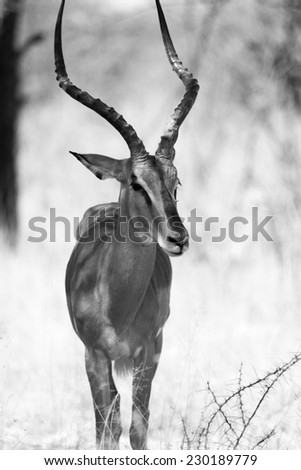 Black faced Impala, Etosha national park, Namibia