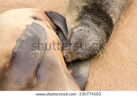 Cape Fur seal pup feeding at Cape Cross, Namibia