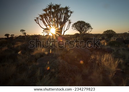 Sun Star through a Quivertree, Quivertree Forest at Sunset. Keetmanshoop, Namibia