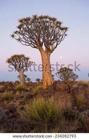 Quivertree Forest at Twilight under a full moon, Keetmanshoop, Namibia