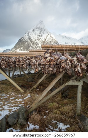 Codfish drying racks near Reine, Lofoten, Norway