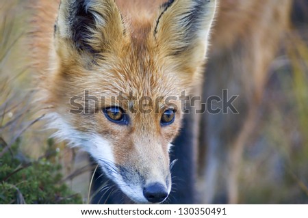 Wild Alaskan Red Fox / On the Hunt