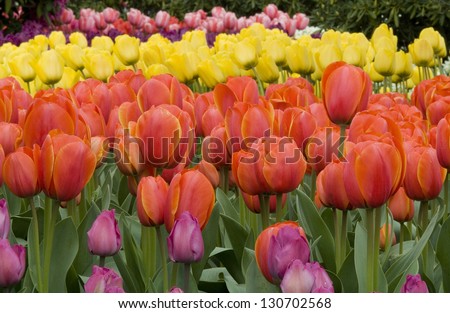 Colorful Spring Tulips / Color Cascade