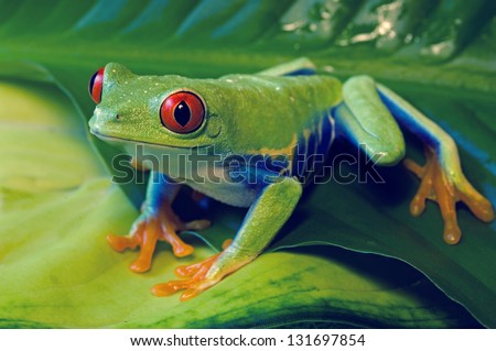 Red Eyed Tree Frog on leaves