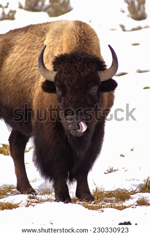 American Bison, Licking like it just Don\'t Matter.    Montana Wilderness