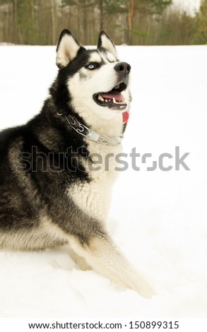 Siberian Husky dog in the woods
