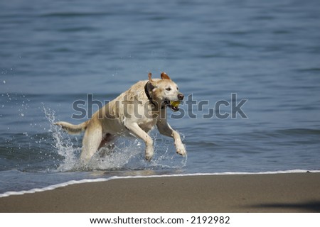 A dog is running out of San Francisco Bay on a nice fall morning with a yellow ball in its\' mouth.