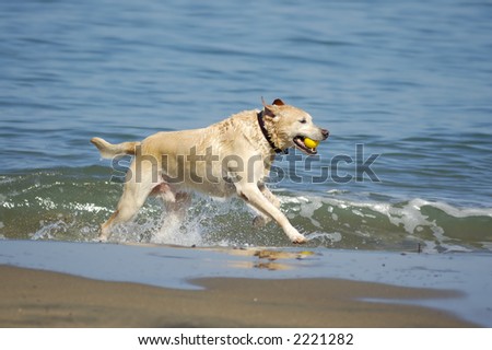 A dog is running out of San Francisco Bay on a nice fall morning with a yellow ball in its\' mouth.