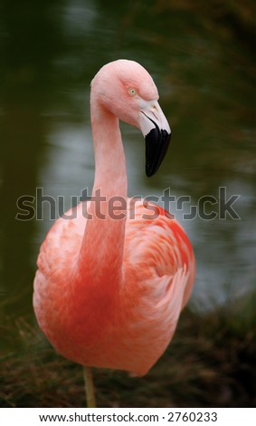 Flamingo is resting on one leg resembling a graceful question mark.