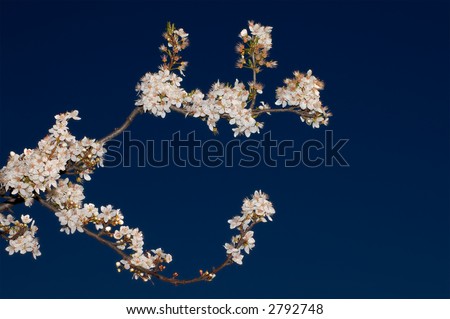 An apple tree branch with flowers against a background of deep blue sky. Shot in Larkspur, Bay Area, California.