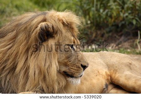 A portrait of resting african lion with a scarred nose
