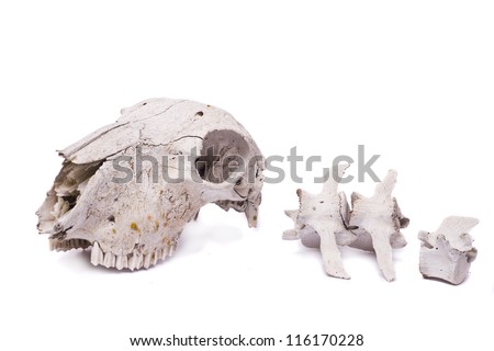 Close view of a skull of a sheep isolated on a white background.