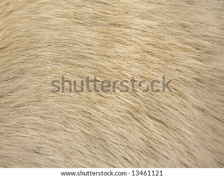 Closeup view on the texture of dog fur.