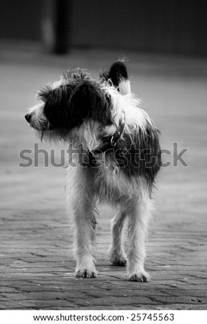 Small and furry pet dog with collar looking at the left.