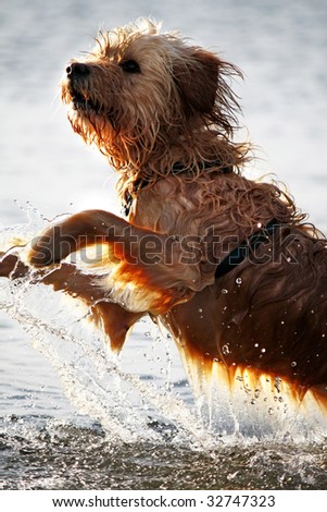 View of a domestic dog with his fur wet jumping on the water.
