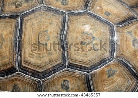 Close up view of the hexagonal texture of a turtle shell.