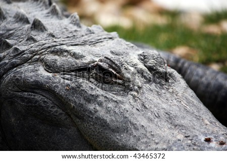 Close up view of the head of a sleepy crocodile.